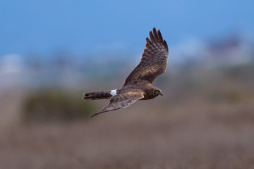 Extremely close view of a male hen harrier gliding while hunting, seen in the wild in North California