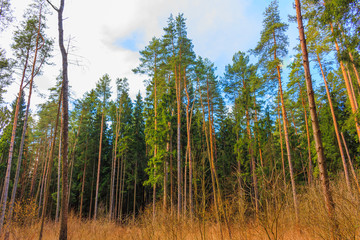 Morning in a pine forest