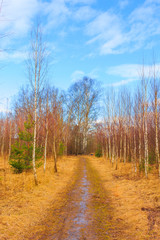 Obraz premium Morning in a pine forest