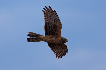 Extremely close view of a male hen harrier gliding while hunting, seen in the wild in North California