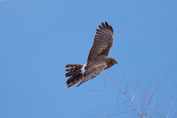 Extremely close view of a male hen harrier gliding while hunting, seen in the wild in North California