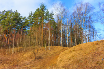 Morning in a pine forest