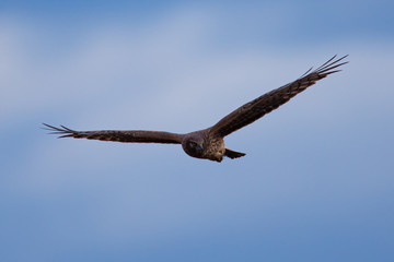 Extremely close view of a male hen harrier gliding while hunting, seen in the wild in North California