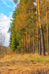 Morning in a pine forest