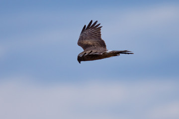 Extremely close view of a male hen harrier gliding while hunting, seen in the wild in North California