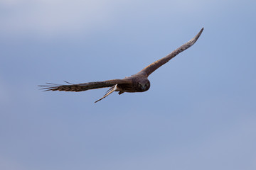 Extremely close view of a male hen harrier gliding while hunting, seen in the wild in North California