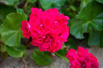 pink rose in garden