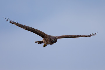 Extremely close view of a male hen harrier gliding while hunting, seen in the wild in North California