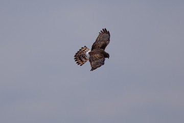 Extremely close view of a male hen harrier gliding while hunting, seen in the wild in North California