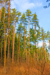 Morning in a pine forest