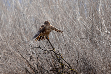 Male hen harrier perched , seen in the wild in North California