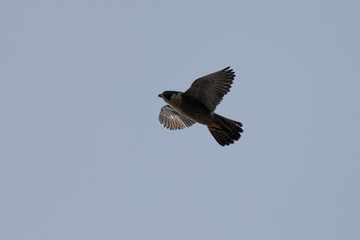 Close view of a Peregrine Falcon flying, seen in the wild near the San Francisco Bay