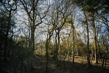 Naklejka premium Bäume im Wald