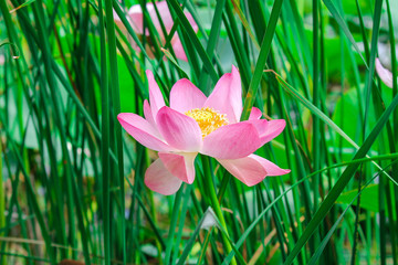  blooming pink lotus flower blooms on the lake against the background of green tall grass soft light