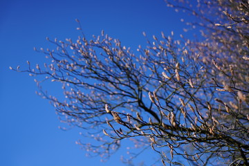 Spring season blooming growing tree