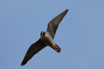 Obraz premium Close view of a Peregrine Falcon flying, seen in the wild near the San Francisco Bay
