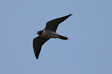 Close view of a Peregrine Falcon flying, seen in the wild near the San Francisco Bay