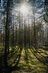 Bäume im Wald