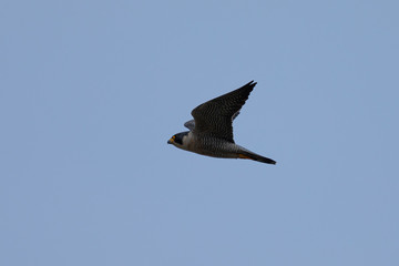 Close view of a Peregrine Falcon flying, seen in the wild near the San Francisco Bay