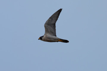 Close view of a Peregrine Falcon flying, seen in the wild near the San Francisco Bay