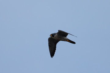 Close view of a Peregrine Falcon flying, seen in the wild near the San Francisco Bay