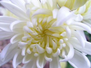 white chrysanthemum close up