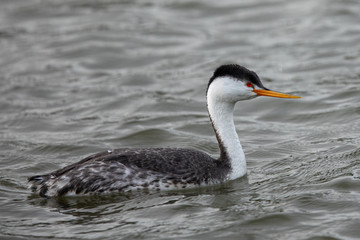 Western grebe, seen in a North California marsh