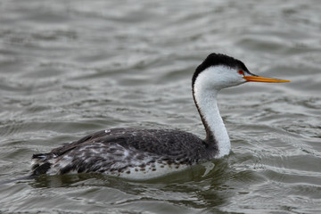 Western grebe, seen in a North California marsh