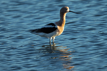Extreme close-up of an American avocet, seen in the wild in a North California marsh 