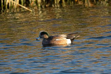  Green-winged Teal, seen in a North California marsh