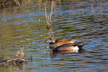Male and female Green-winged Teal, seen in a North California marsh
