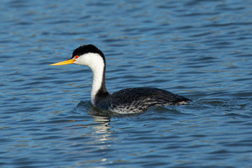 Western grebe, seen in a North California marsh
