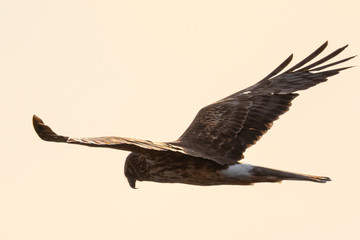 Extremely close view of a male hen harrier gliding while hunting, seen in the wild in North California