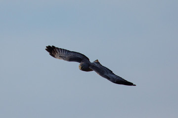 Extremely close view of a female hen harrier gliding while hunting, seen in the wild in North California