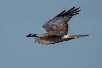 Extremely close view of a female hen harrier gliding while hunting, seen in the wild in North California
