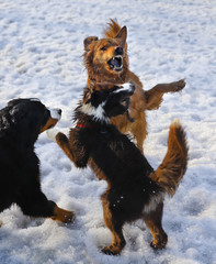 Chiens jouant ensemble dans la neige 