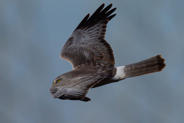 Extremely close view of a female hen harrier gliding while hunting, seen in the wild in North California