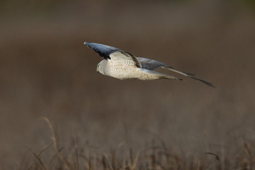 Extremely close view of a female hen harrier gliding while hunting, seen in the wild in North California