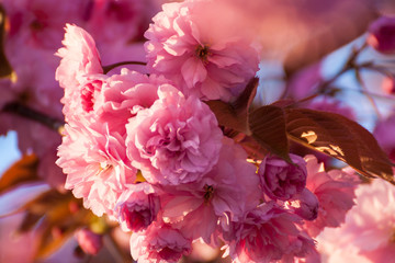 Beautiful cherry blossom in spring season background