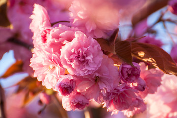 Beautiful cherry blossom in spring season background