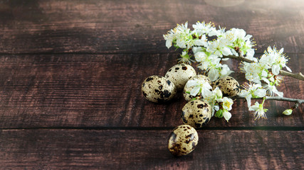 Quail spotted eggs and a branch of blooming fruit tree on the wooden background. Sun lights, dark texture.