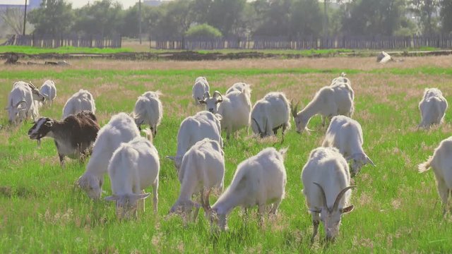Goats graze in the pasture on a sunny evening