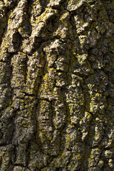 tree bark with green moss. Grunge wooden texture.Embossed bark of oak