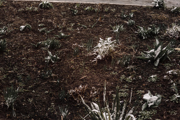 young plants in the garden