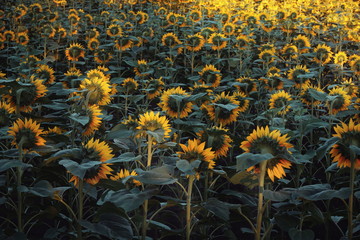 field of sunflowers