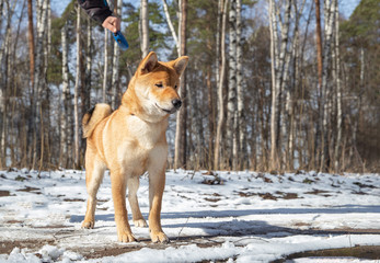 Shiba Inu in a Moscow park