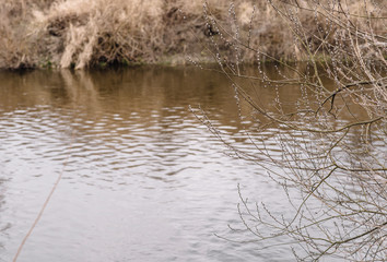reflection of trees in water