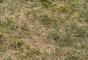 grass on the ground