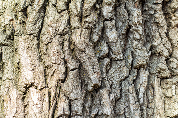 tree bark with green moss. Grunge wooden texture.Embossed bark of oak