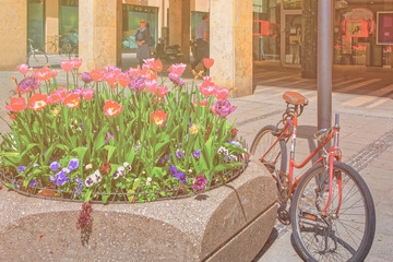 Fototapeta na wymiar Bicycle parked near street flowerbed and blooming flowers in Munich Germany